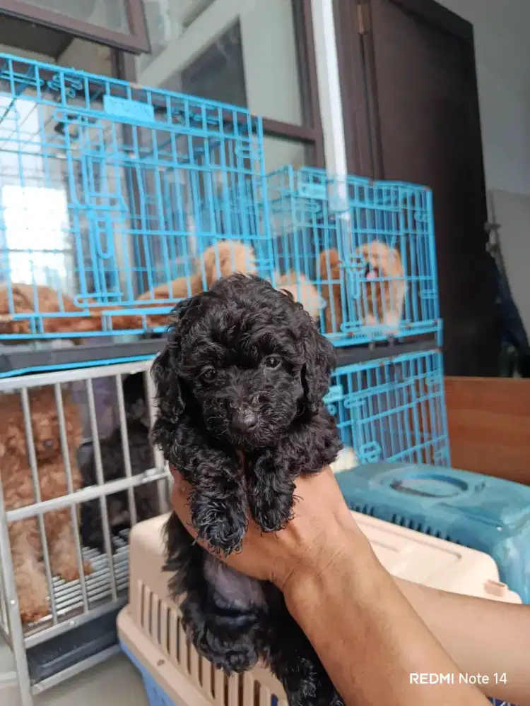 Dijual Poodle Anakan
