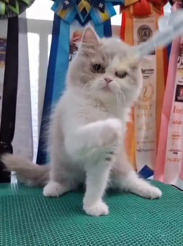 British longhair fawn bicolor betina