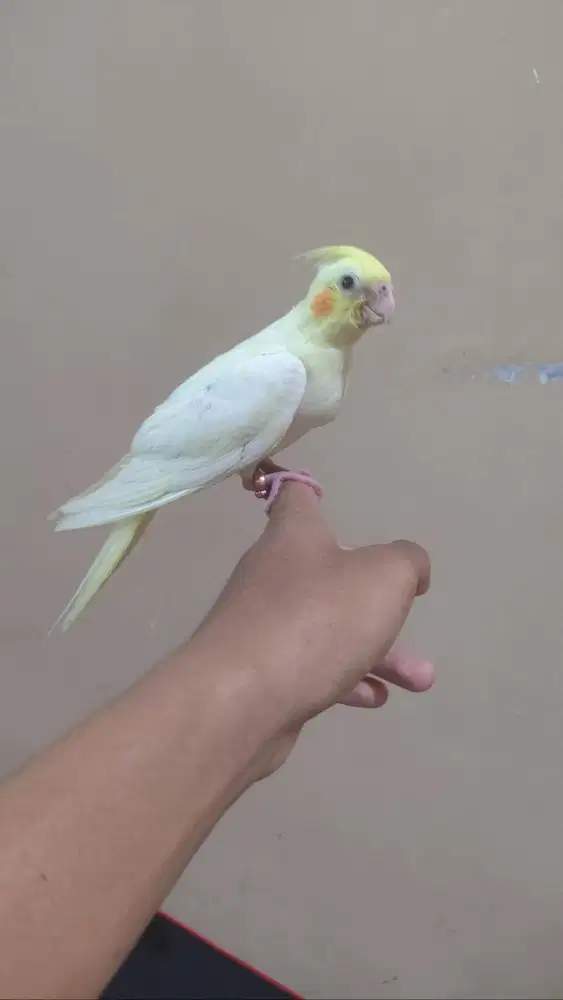 Falk Lutino, Falk Grey, Falk Cinnamon Grey