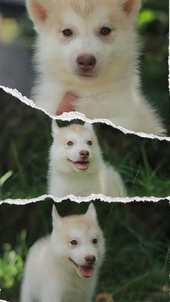 siberian husky betina