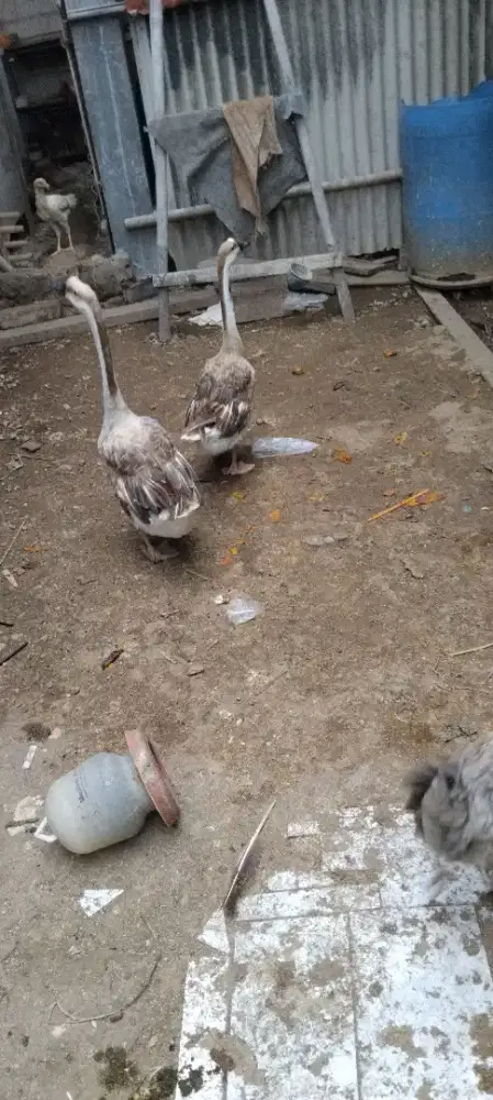 Sepasang angsa benggala