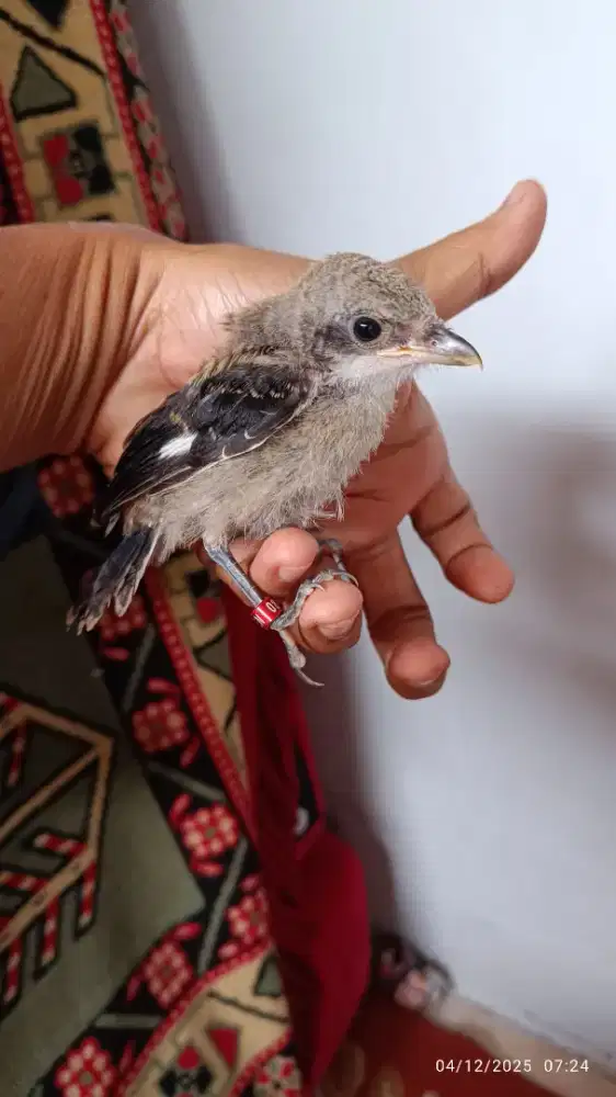 Cendet Madura jantan