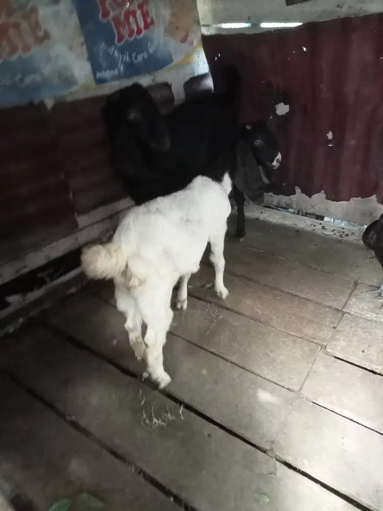 Jual kambing betina dara