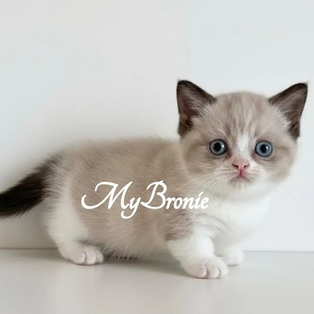 Kucing munchkin british ragdoll RARE