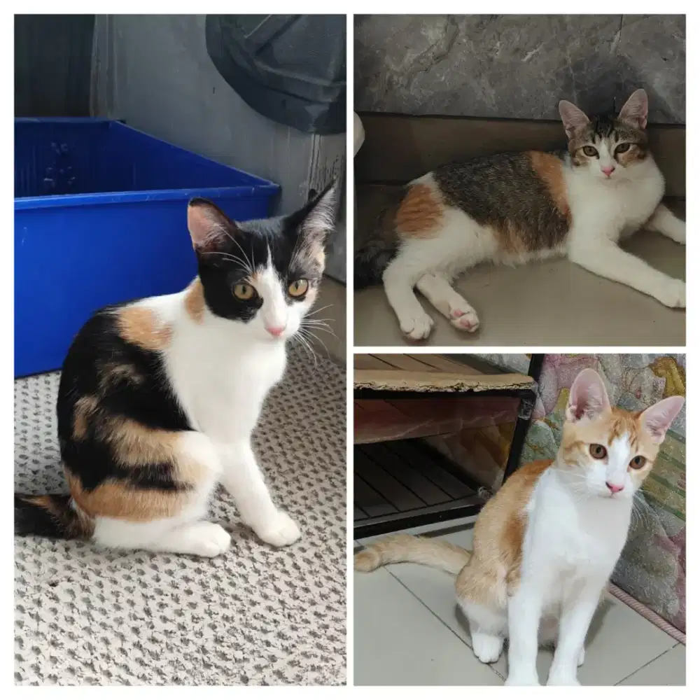 Kucing mixdom persia