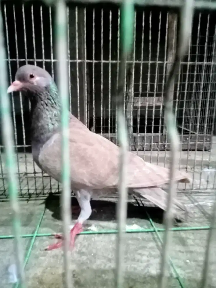 Burung dara coklat