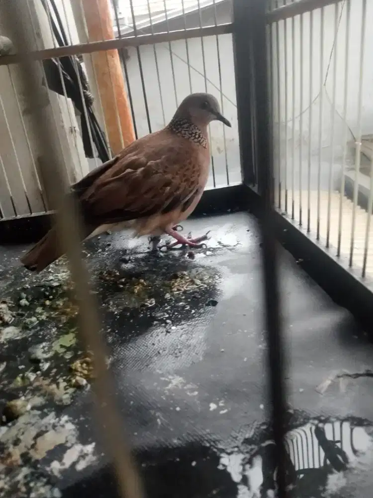 Di jual tekukur gacor