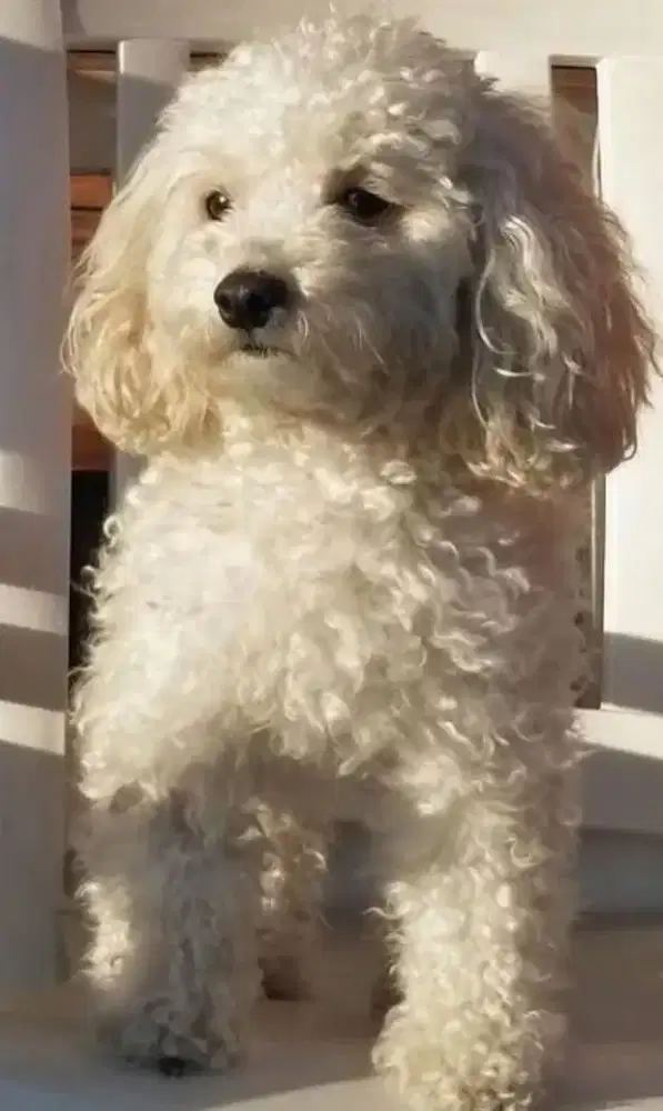 apricot toy poodle female age 1 yr old