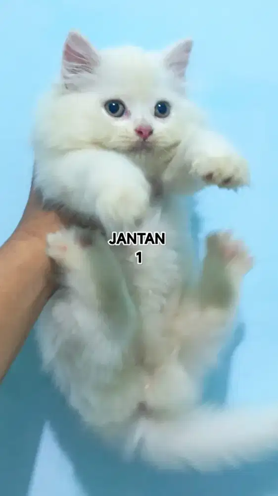 Kitten Persia 2 bulan