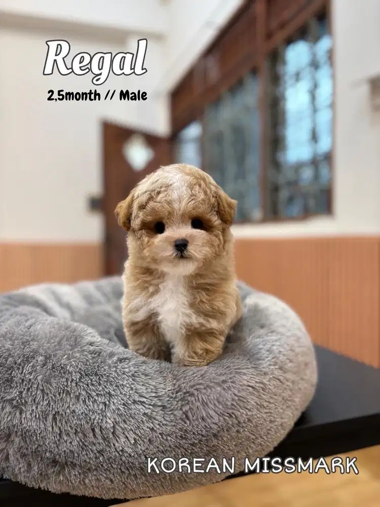 Maltipoo poodle puppies lucu doggy anjing kecil shihtzu pudel maltese