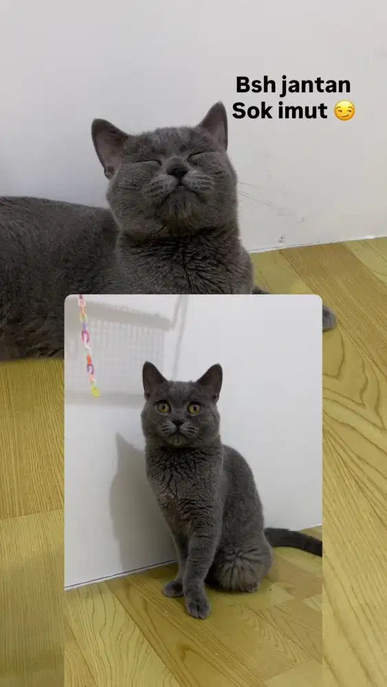 Bsh blue solid jantan