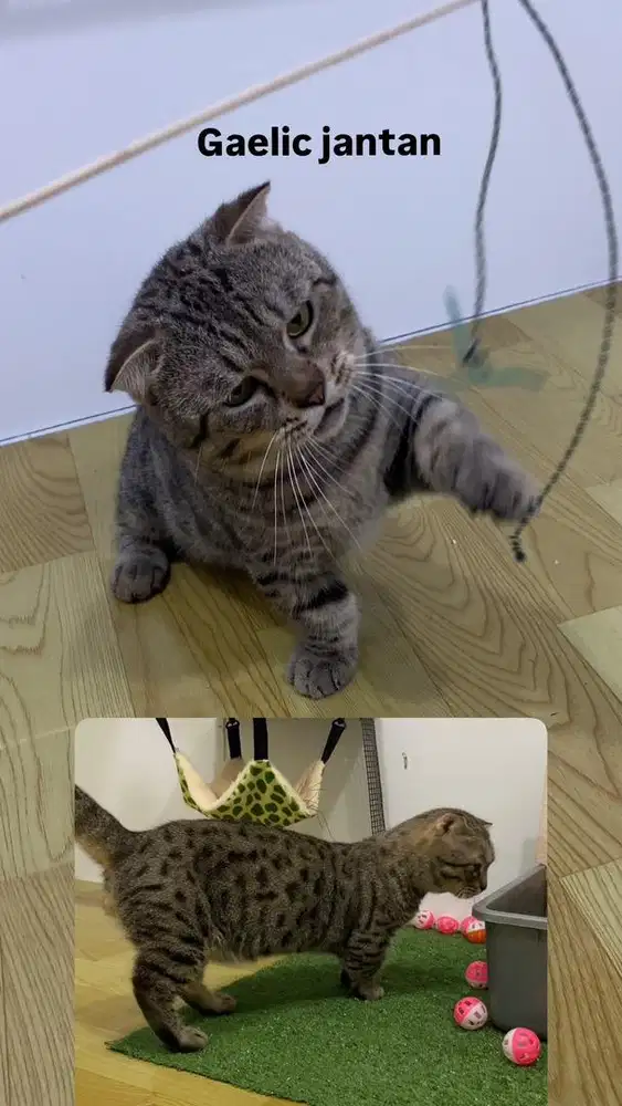 Gaelic jantan gemuk