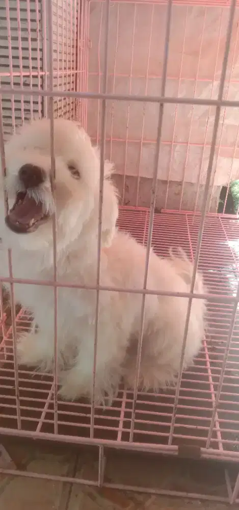 Jual CPT anakan Maltese jtn 4 bln