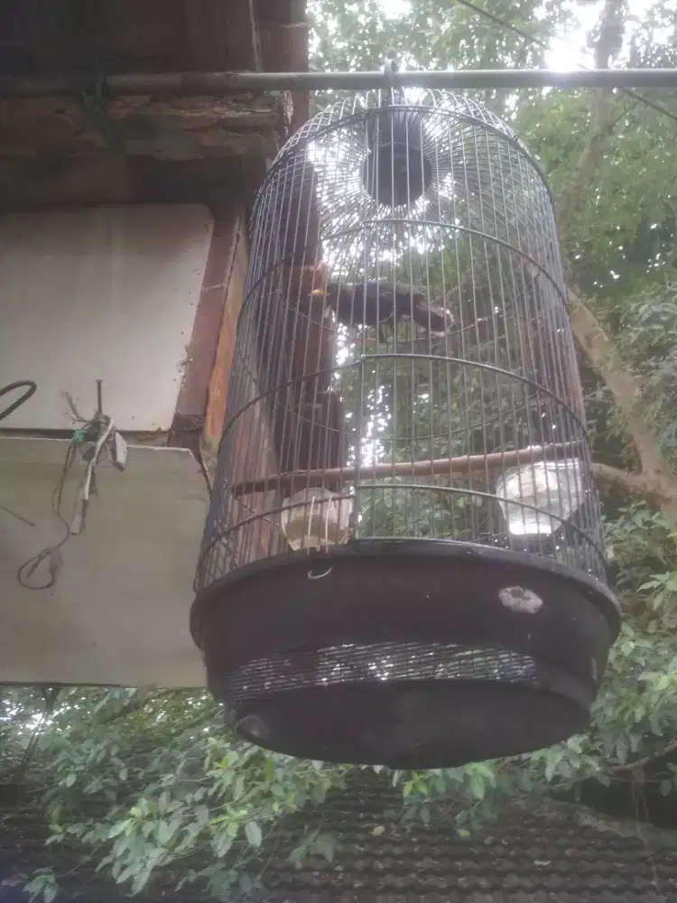 Jual Jabo muda Jantan Fullset