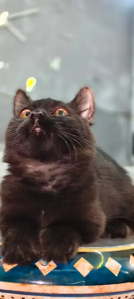 MUNCHKIN BRITISH LONG HAIR