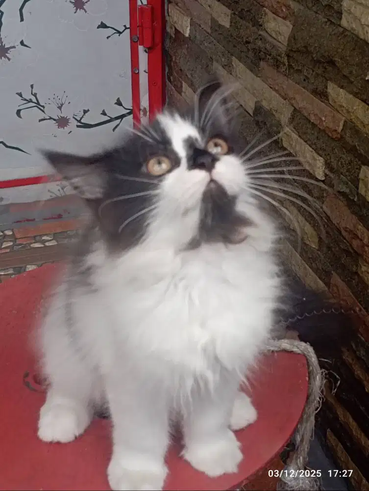 Adopsi Cepat 3 BLN Kitten PERSIA Ragdoll Mix Medium Longhair BETINA