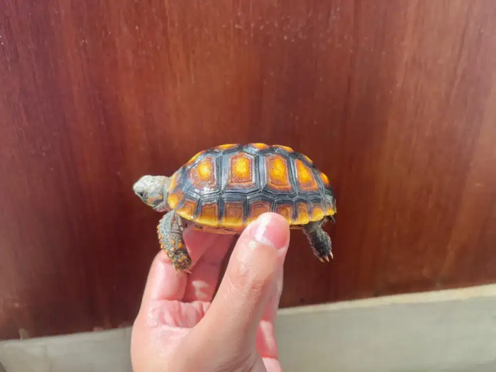 Redfoot cakep aman buat anak anak