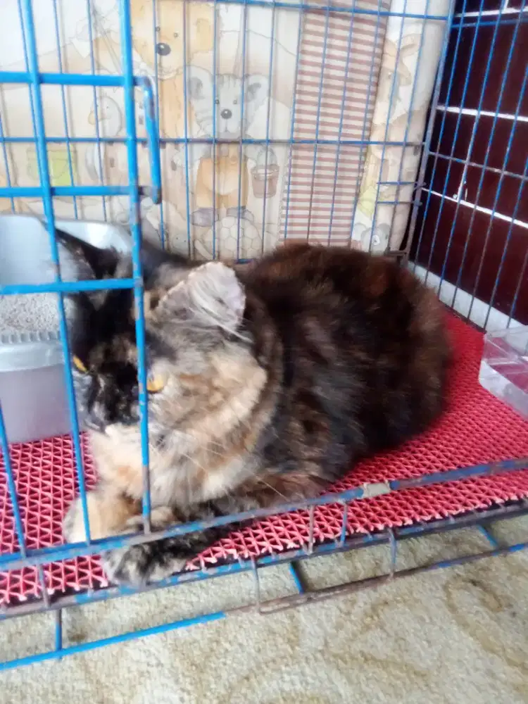 Lepas adopsi kucing anggora tortie bulu lebat badan gembul betina 1thn