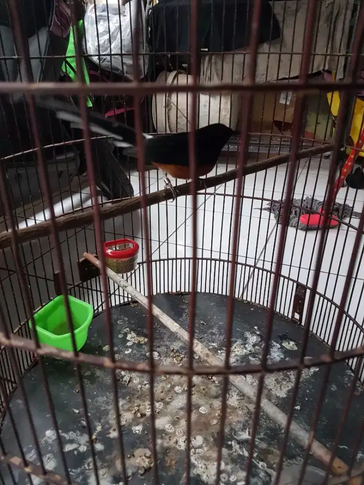 Muray dable ring gacor isian