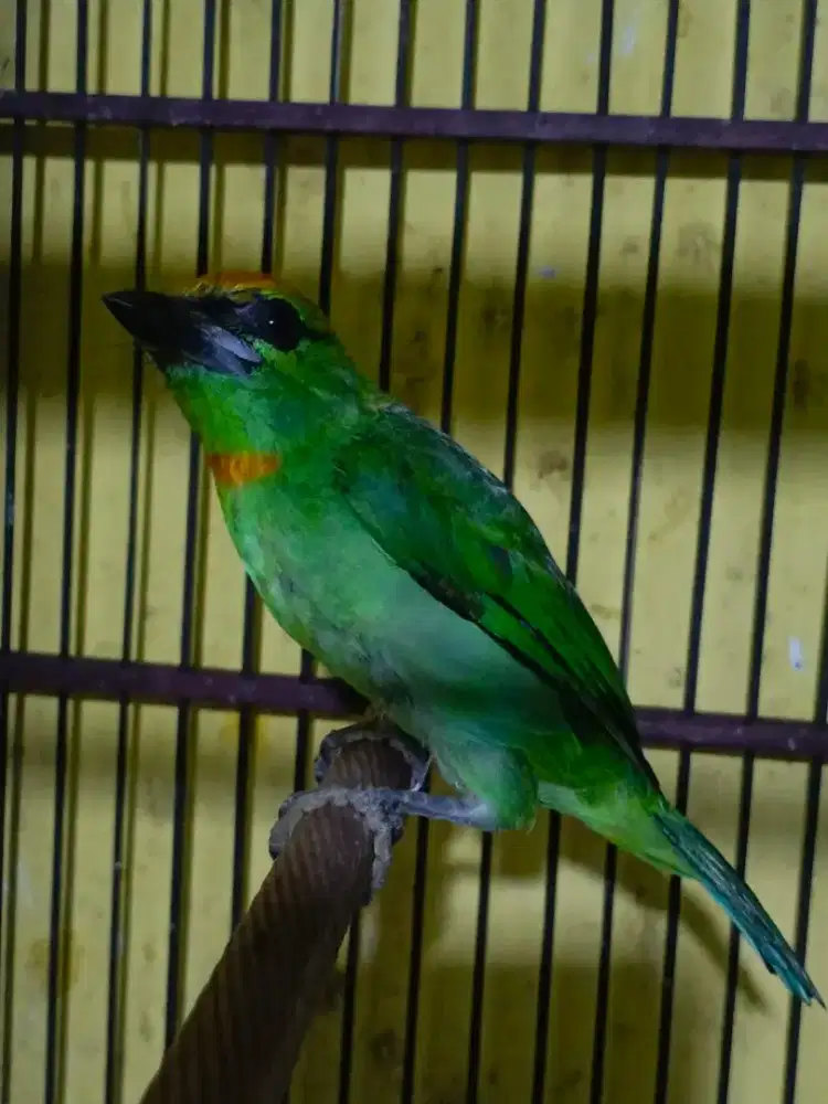 burung tohtor hijau