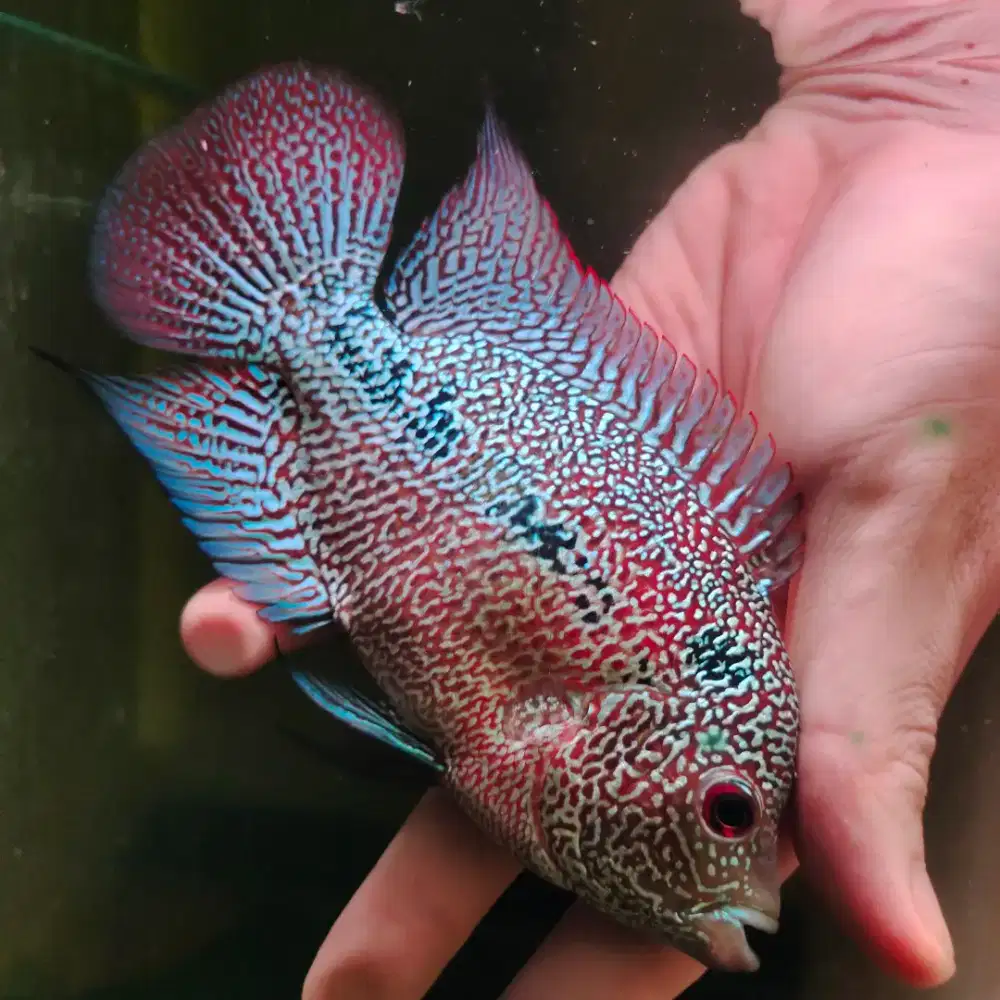 ikan lohan cencu 12cm full mutiara full marking warna rainbow lohan