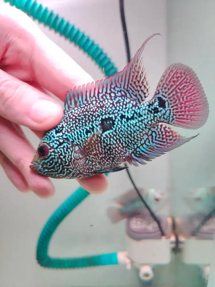 ikan lohan cencu 7cm crosshead full mutiara rainbow cencu indo louhans