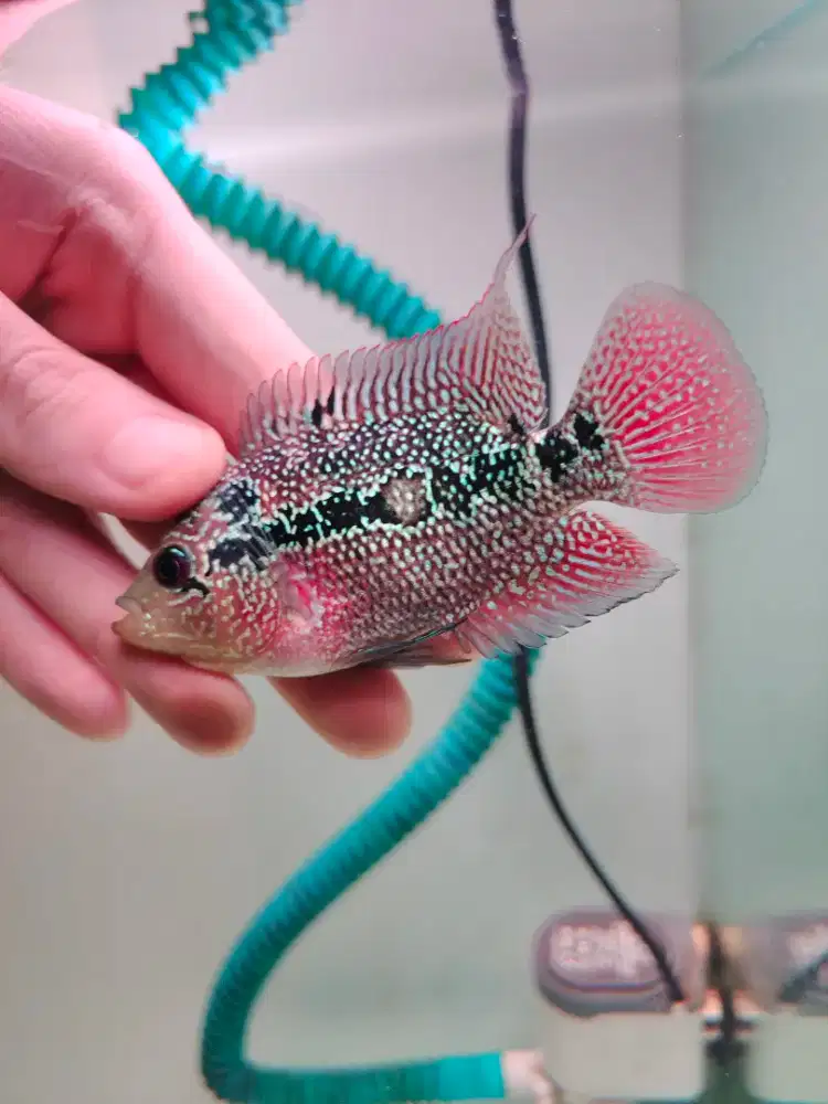 ikan lohan betina 7cm ikan lohan cencu betina full mutiara rainbow01