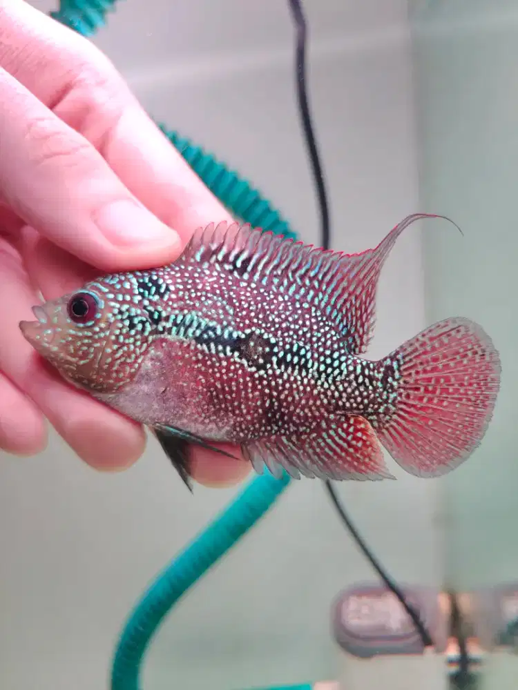 ikan lohan betina 7cm ikan lohan cencu betina full mutiara rainbow02