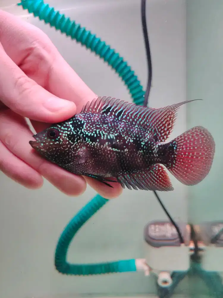 ikan lohan betina 7cm ikan lohan cencu betina full mutiara rainbow03