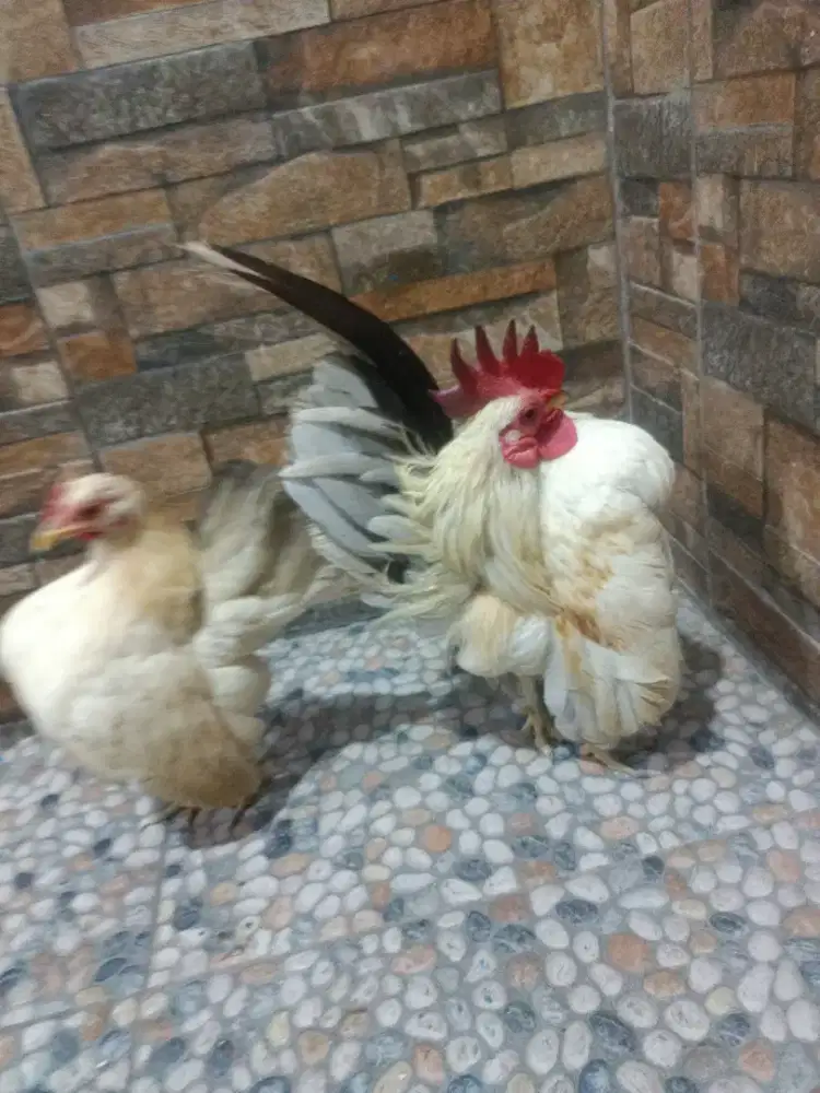 Ayam Serama indukan sepasang ori