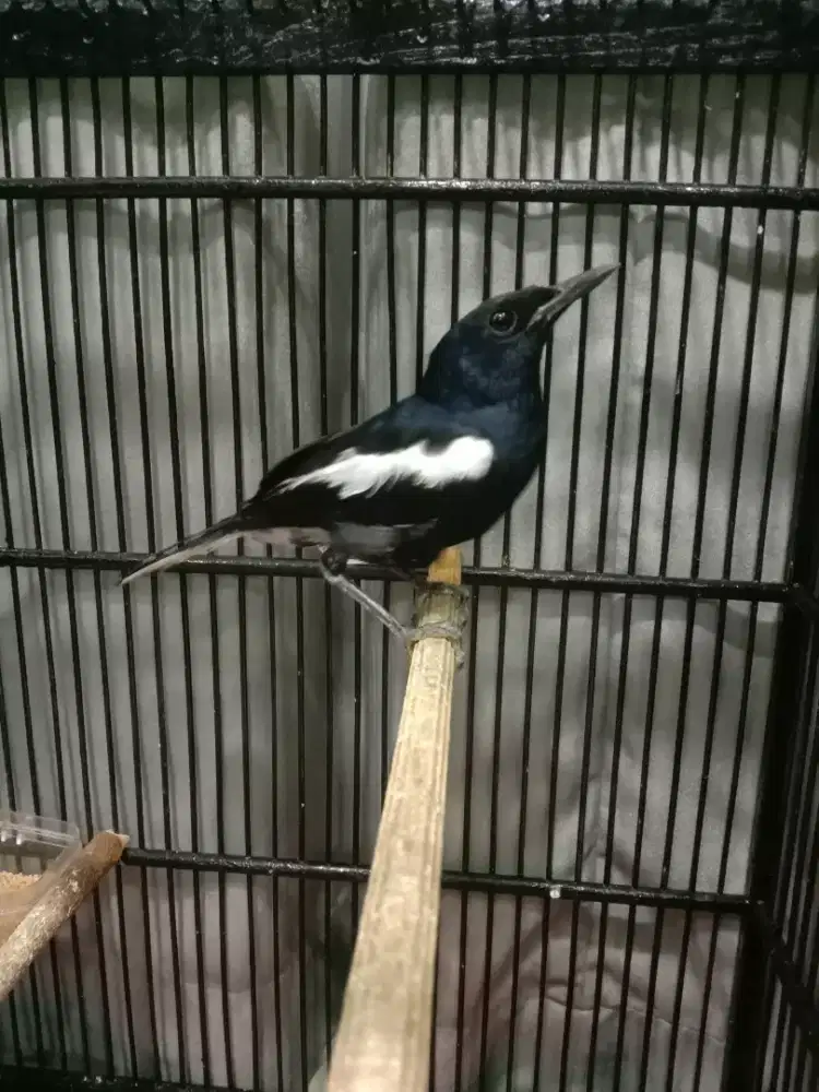 Kacer Tretes dadahitam sudah gacor 700 fulset