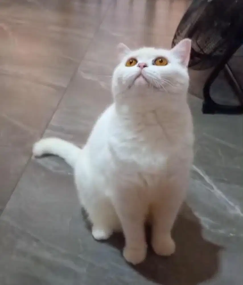 British shorthair female