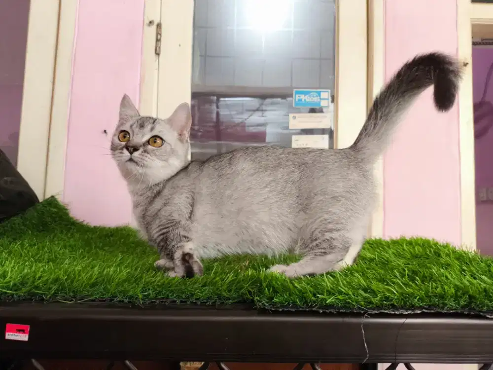 Kucing Kitten BSH Munchkin
