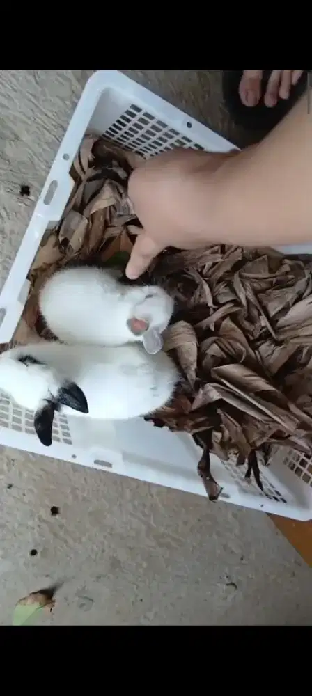 Kelinci Netherland dwarf