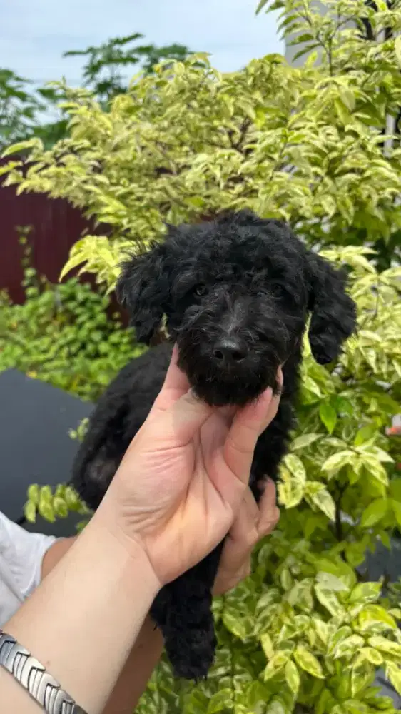 Pudel jantan usia 8 bulan