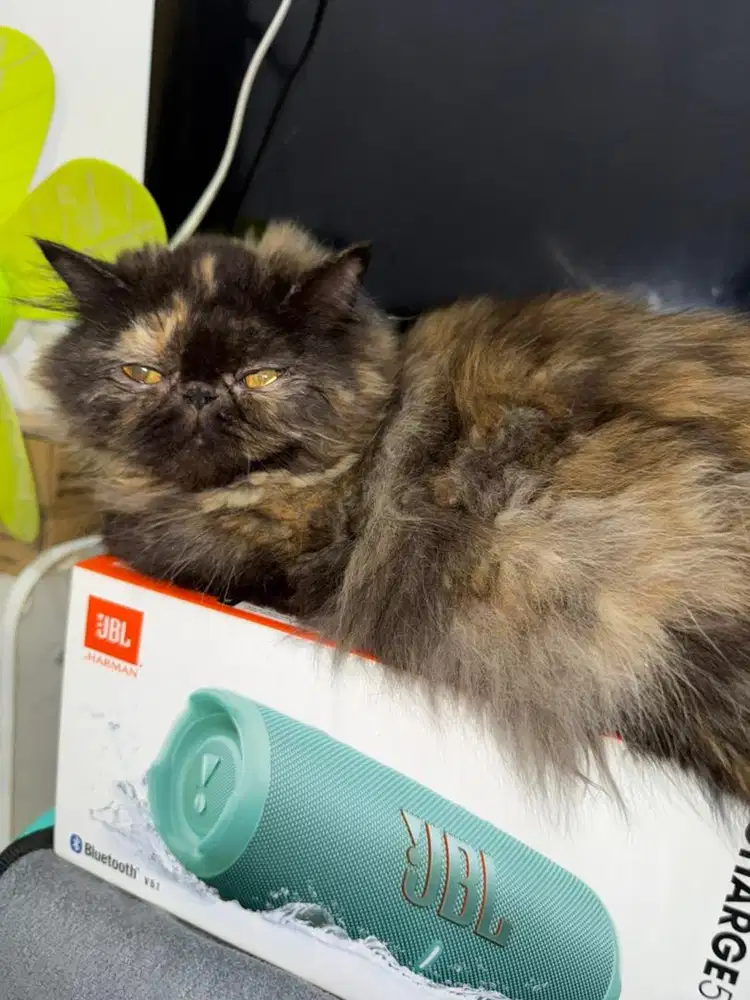 Kucing Persia Peaknose Betina