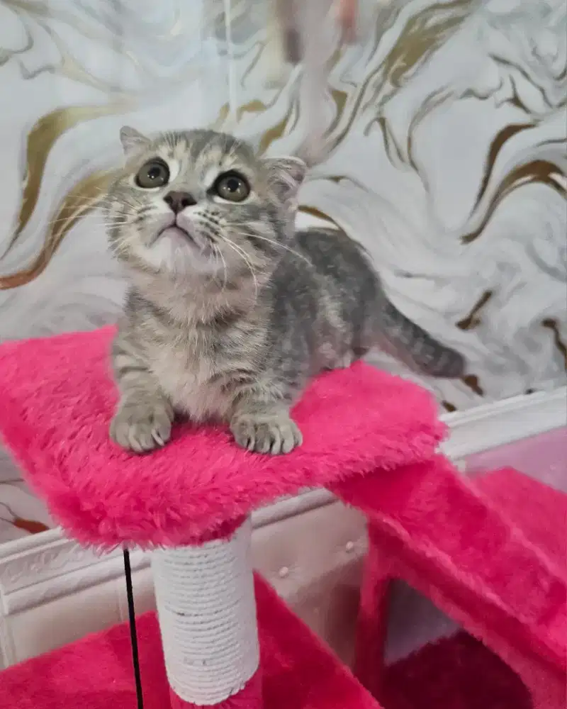 Kucing munchkin gaelic british shorthair