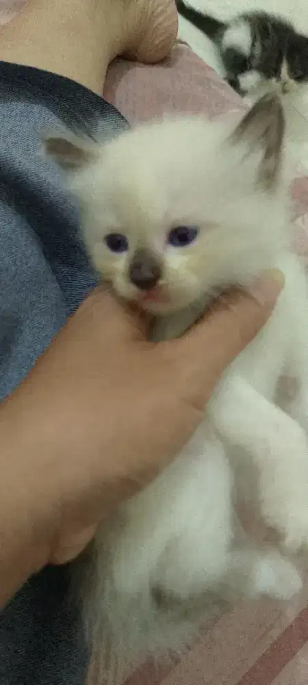 Kucing Persia jantan usia 1 bulan