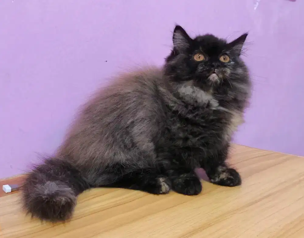 Kucing kitten munchkin tortie smoke betina LH