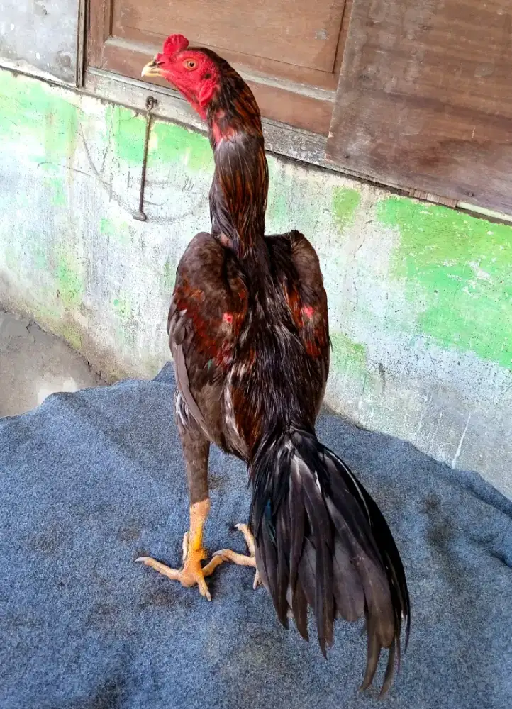 Ayam trah bk mangon berkualitas dan sangat terawat