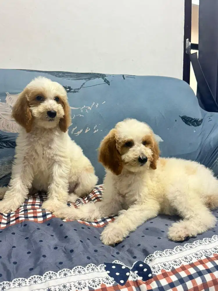 Poodle giant jantan dan betina