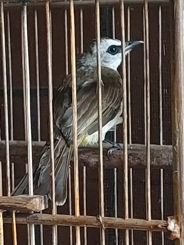 Burung jog jog jantan