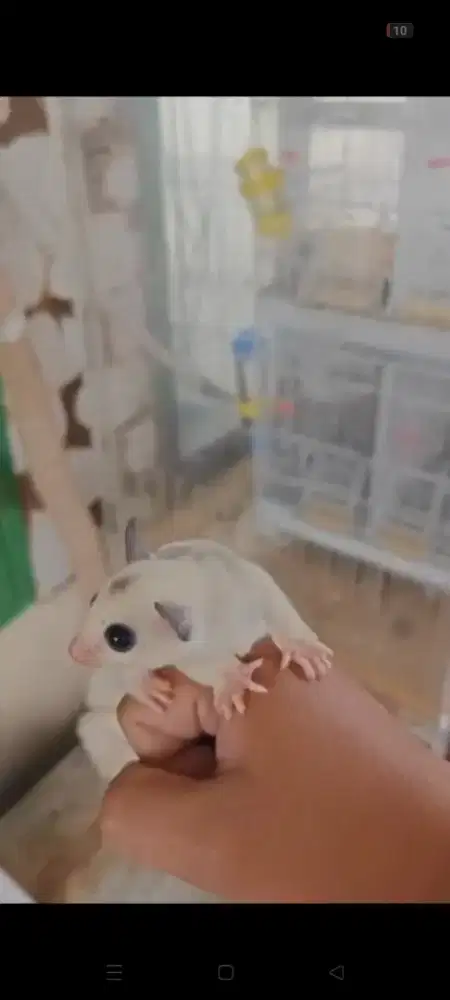 sugar gleder Platmoz het caramel jantan
2 bulanan