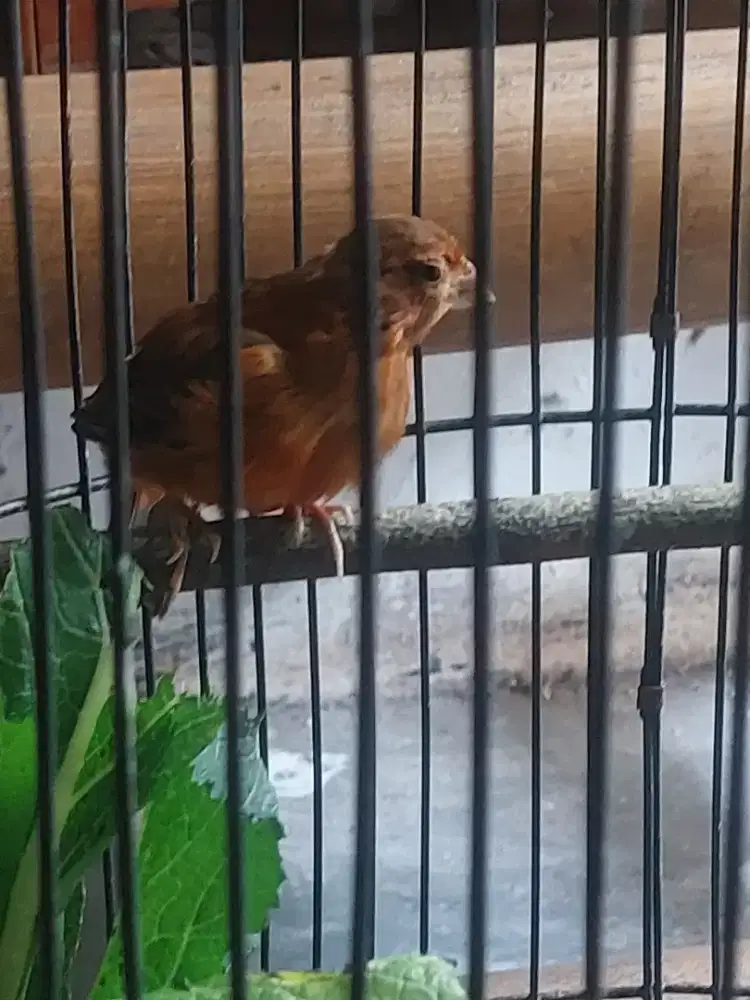 Burung kenari black red super