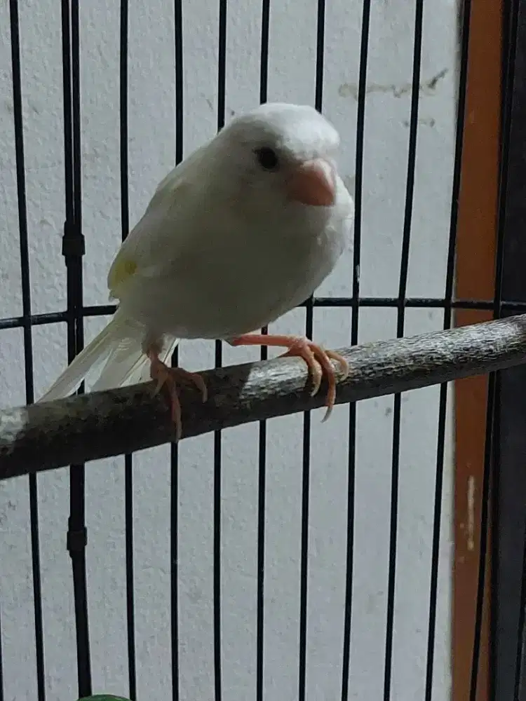 Burung kenari putih jantan