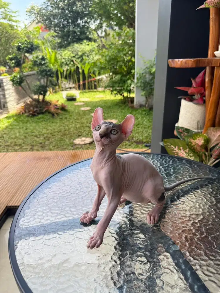 Kucing Sphynx Elf Jantan
