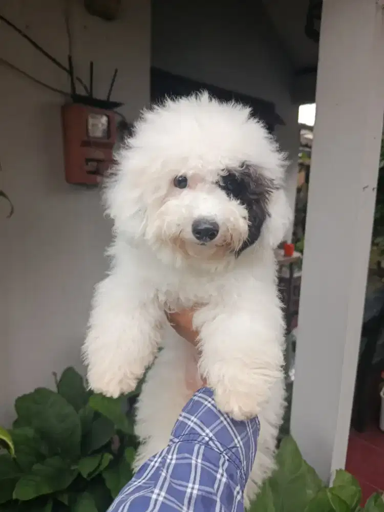 Anjing toy Poodle party colour