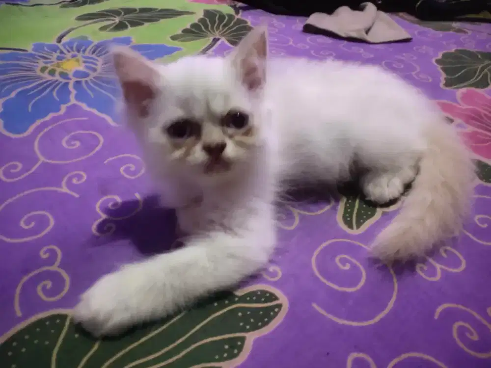 Kucing persia himalaya