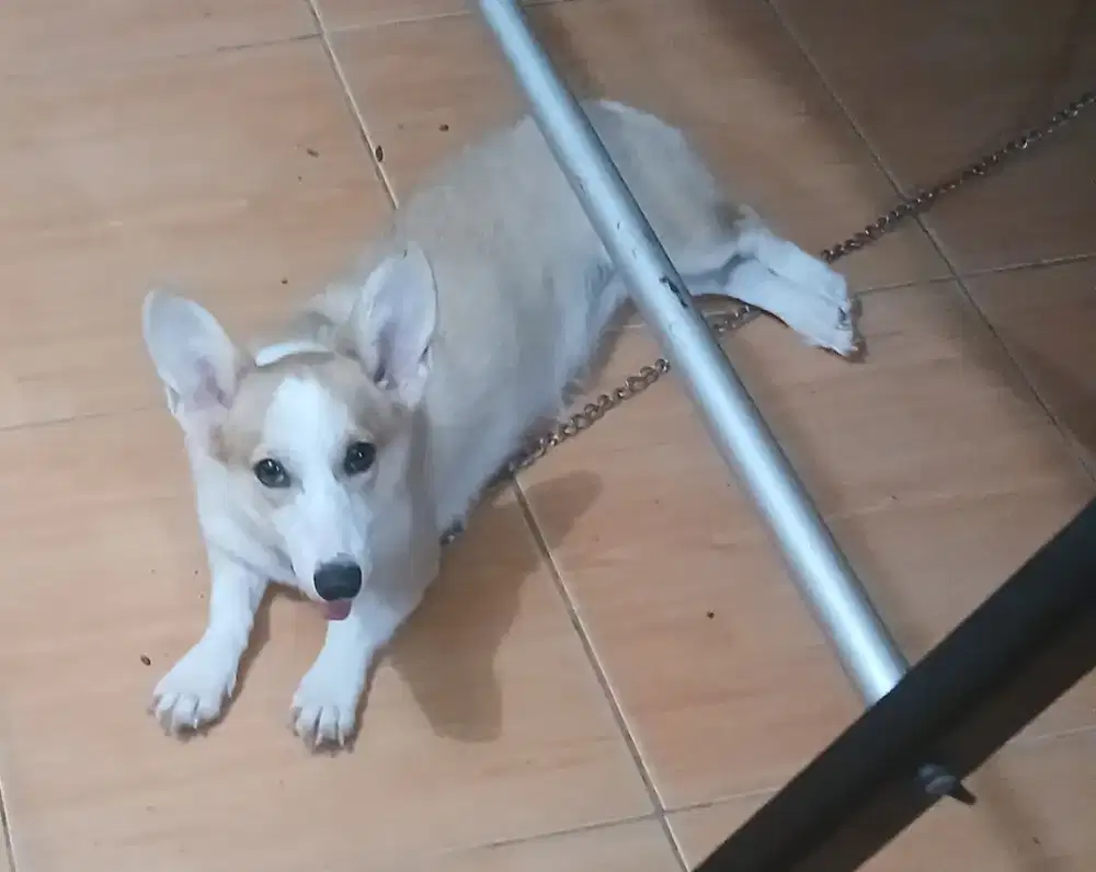 Anjing corgi betina stmb
