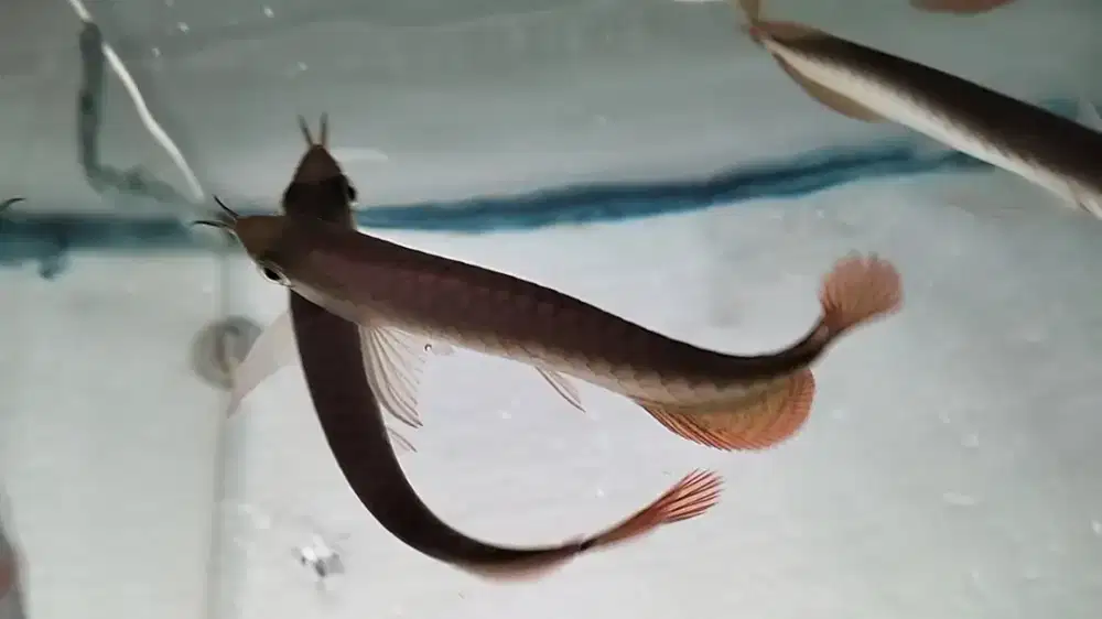 Super red itl jagung spesial arwana itl